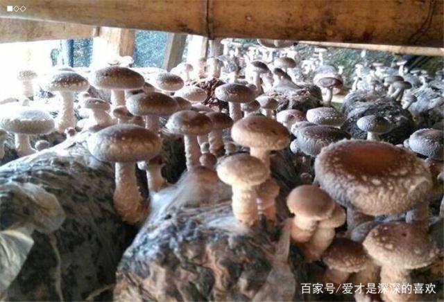 香菇种植技术